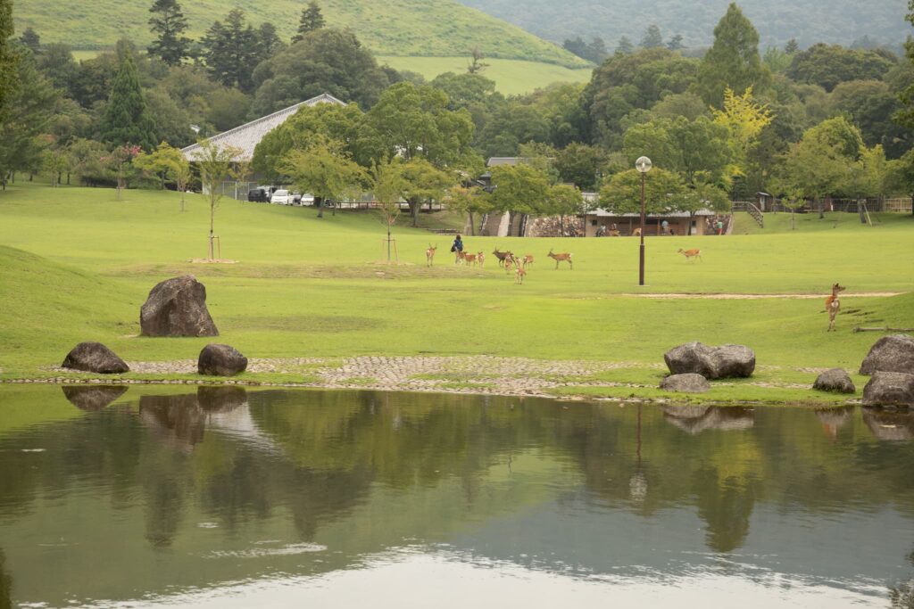 奈良市七五三(753)_奈良公園