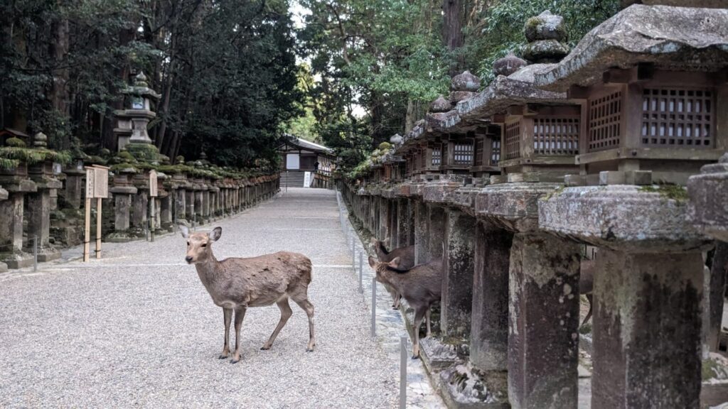 春日大社_七五三_参道